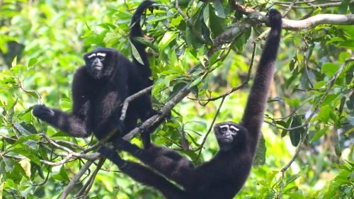 Hoolock gibbon Story(1)