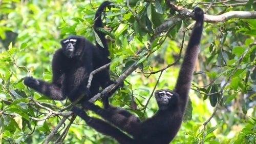 Hoolock gibbon Story(1)